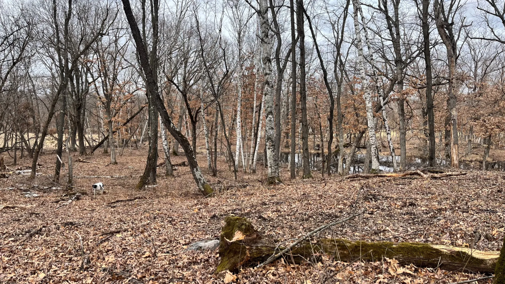 Legacy Amendment is one of many things that Minnesota does well