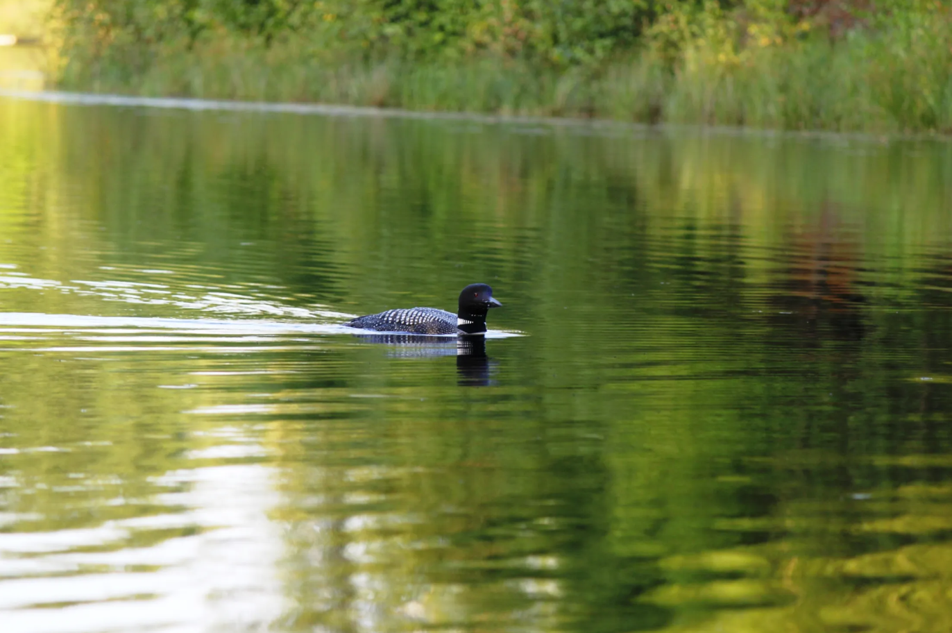 Live, love, laser loon