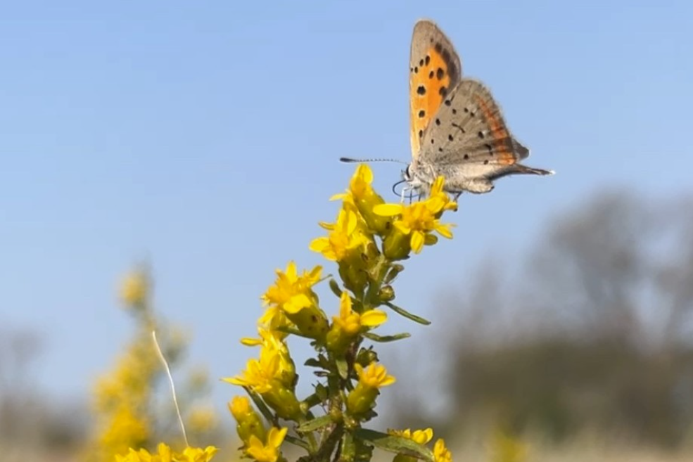 Rebuilding lost habitat connections, one yard at a time