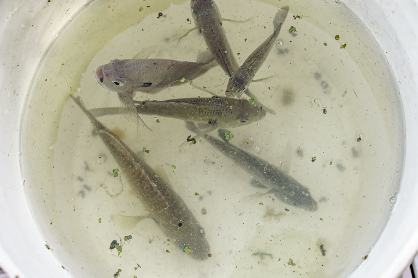 How long is forever? Understanding PFAS (aka. Forever Chemicals) and their local impacts