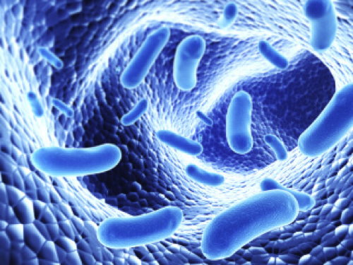Gut Imbalance: The Modern Plague and Hidden Epidemic by Gerard Mullin