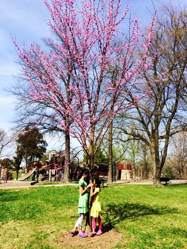 Siren Call Of Spring