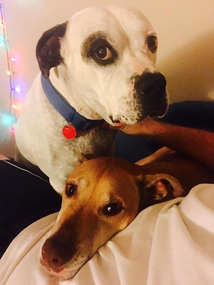 Hysterectomy Blog: Day 16  A Prescription for Pet Therapy