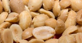 Peanut allergy treatment with probiotics BY SOPHIE SCOTT AND JAMES OATEN