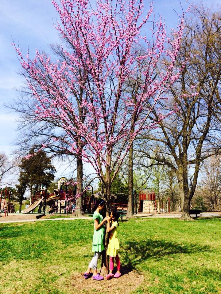 Siren Call Of Spring