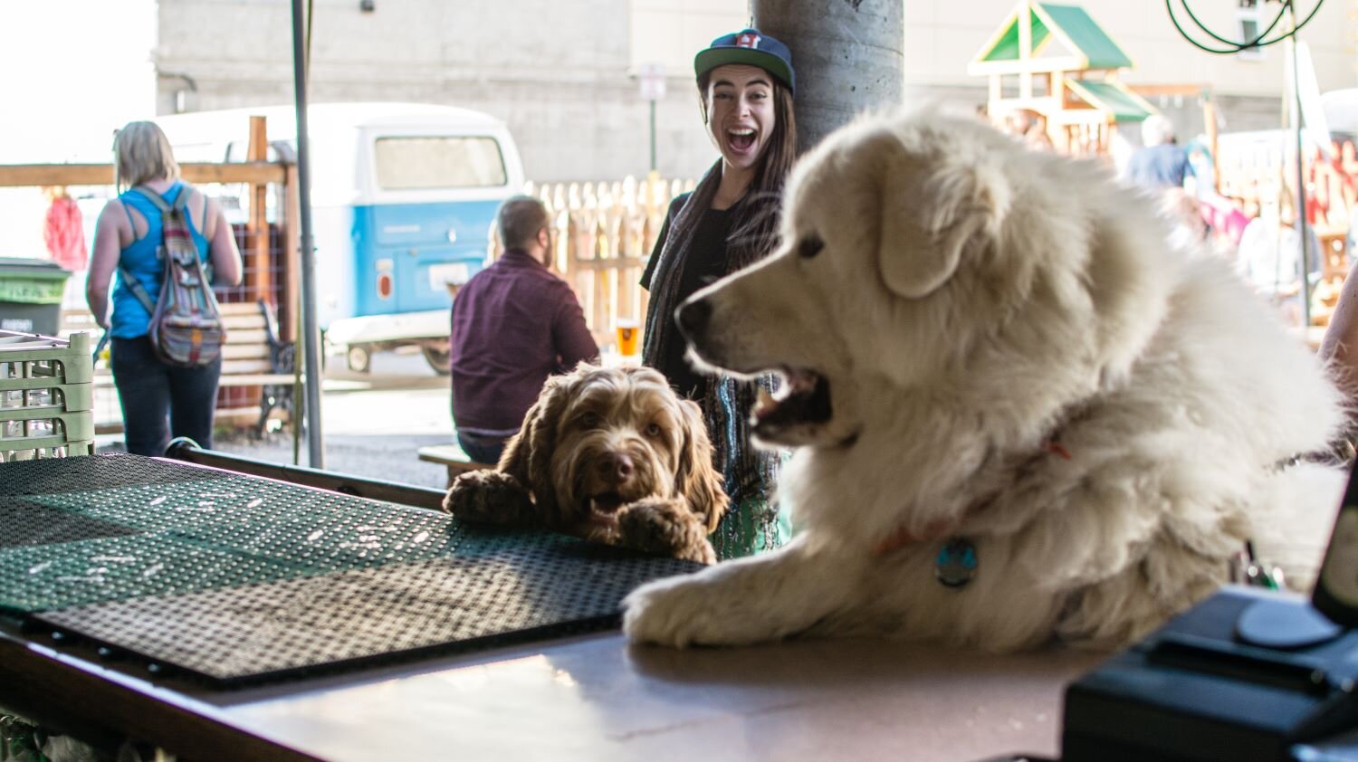 A Beer Garden fan cracks up in excitement as she sees a couple dogs hop up with their paws on the Beer Garden bar, looking for service.