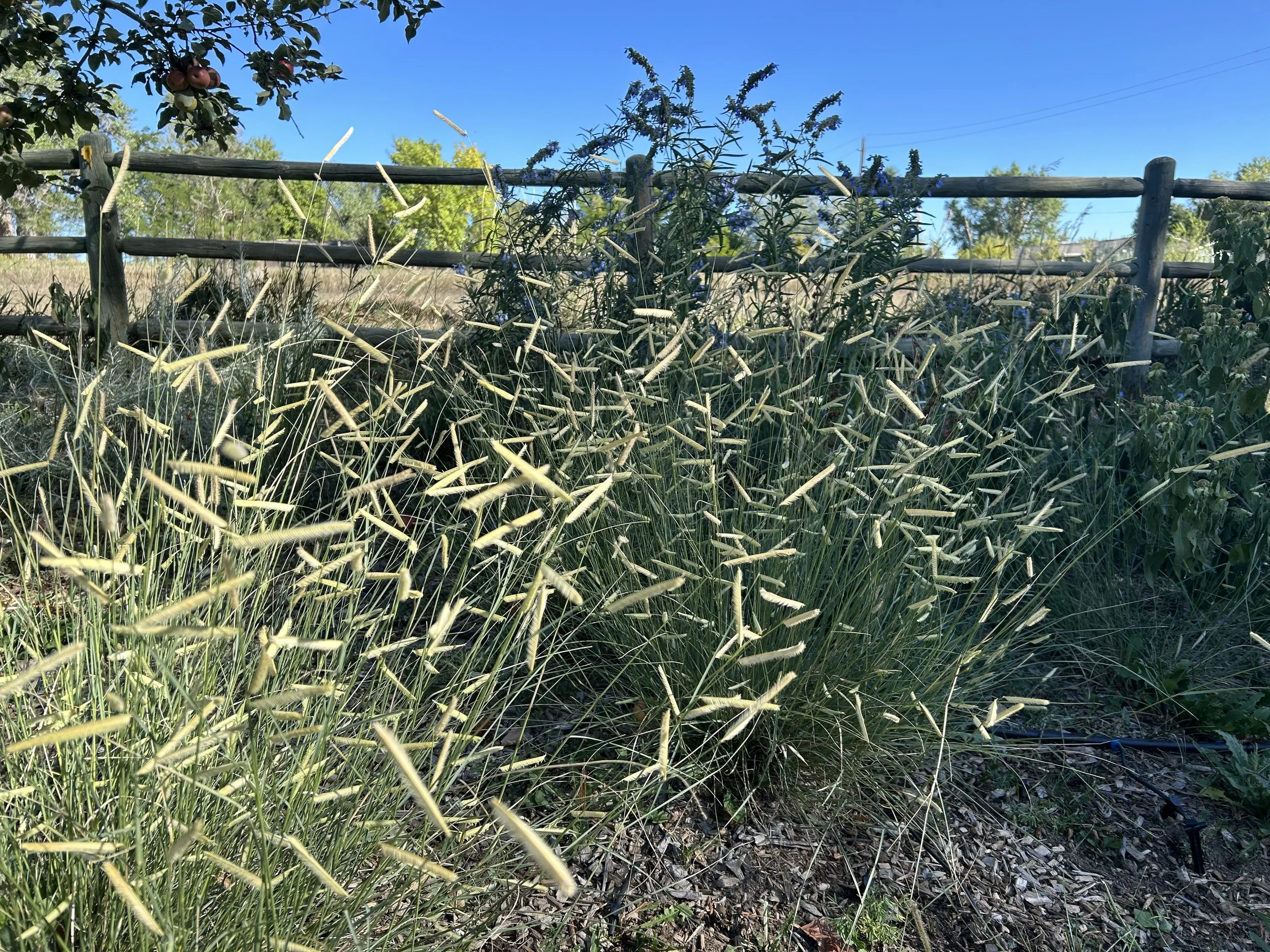 blonde ambition blue grama is a native grass used in some native gardens