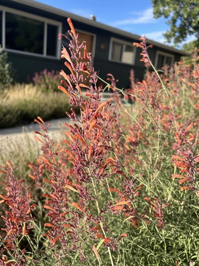 12 Top Perennials and Grasses for Sustainable Colorado Landscapes that We Reach for Again and Again