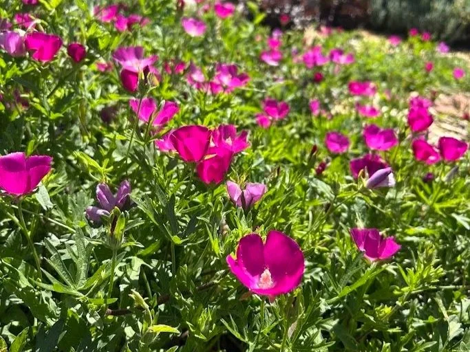 fuchsia-pink flowers of prairie winecups