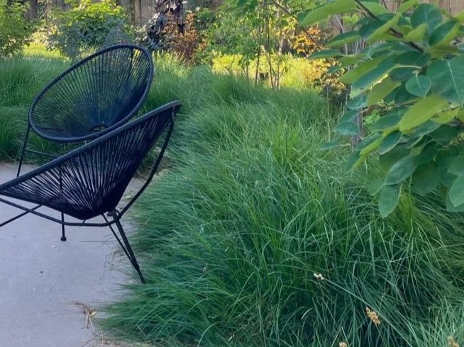 green sedge grass next to black chairs