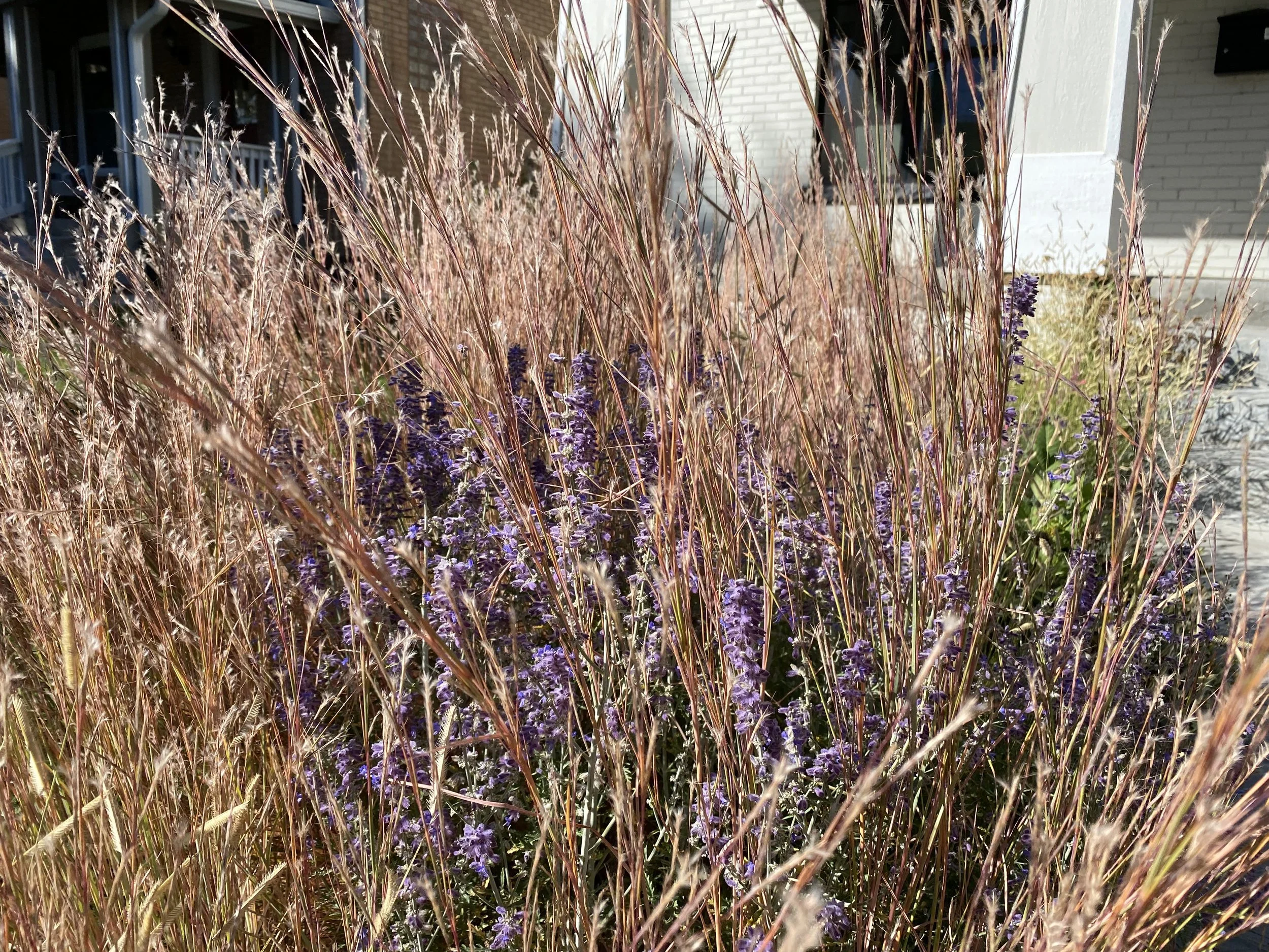 russian sage and little bluestem in a front yard garden