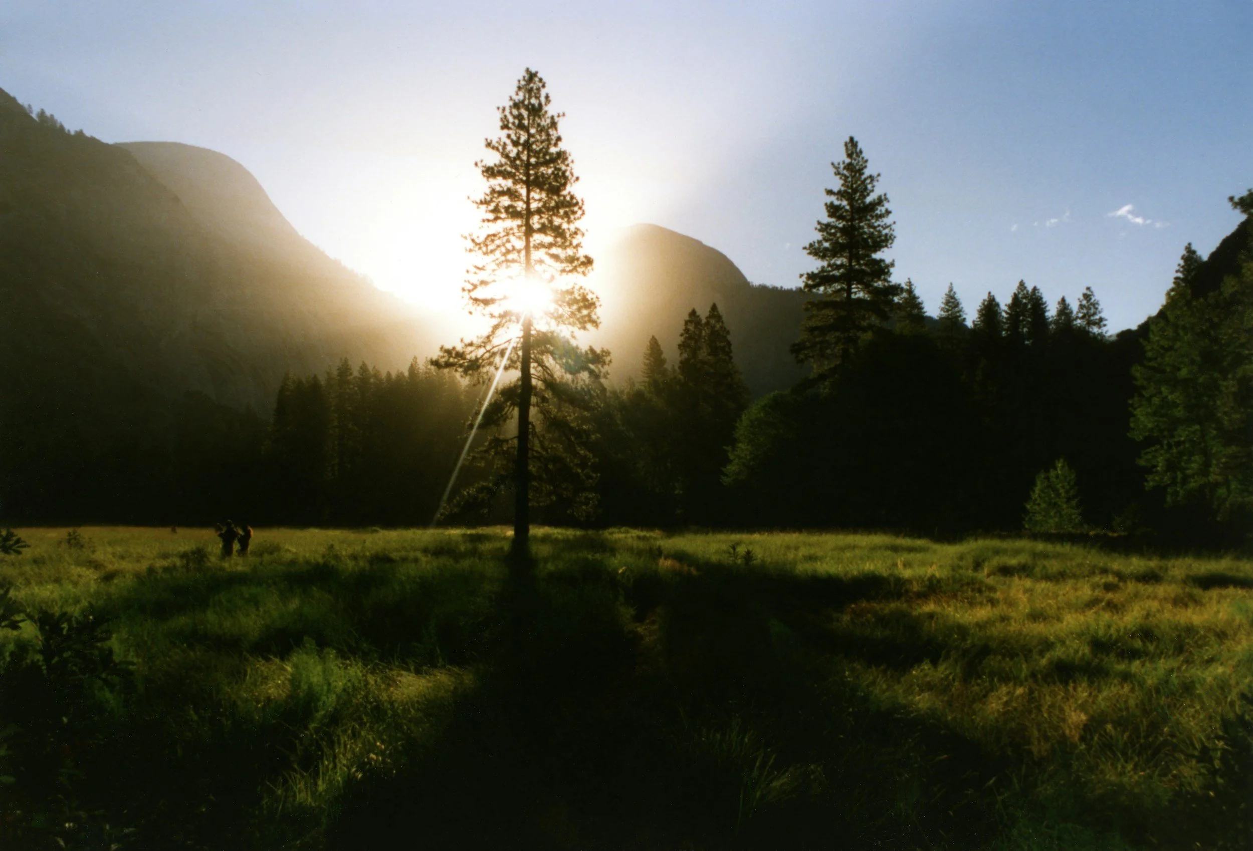 Sunset or sunrise over a forested mountain landscape with tall pine trees and a grassy open area in the foreground.