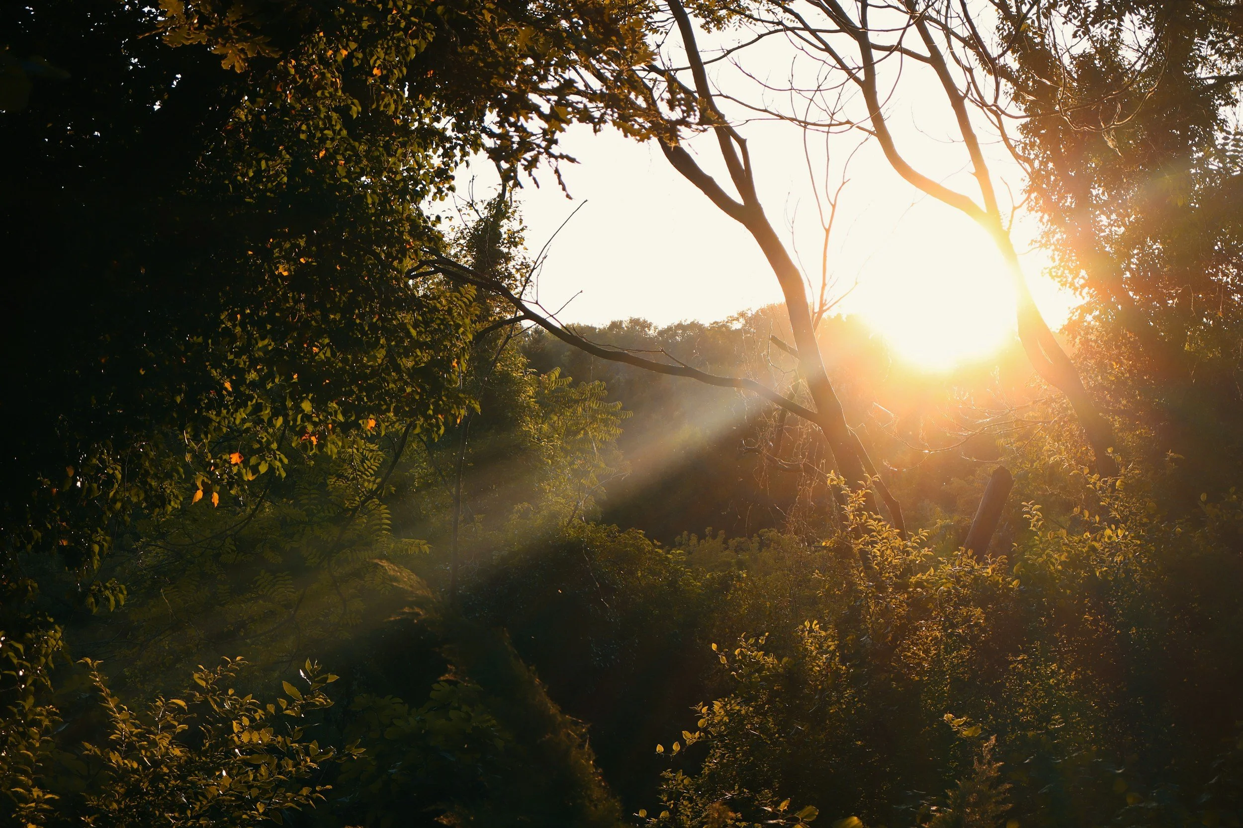 Sunlight filtering through dense tree branches and leaves in a forest scene.