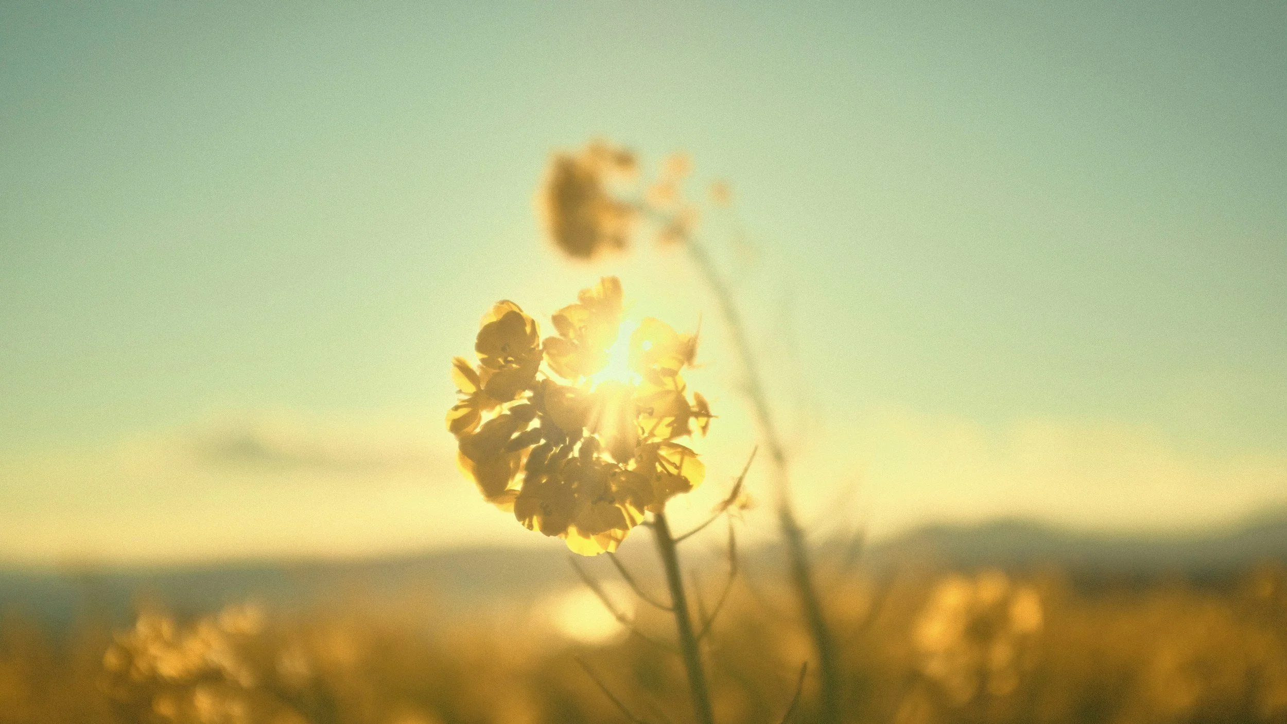 A close-up of a yellow flower with the sun shining behind it during sunset or sunrise.