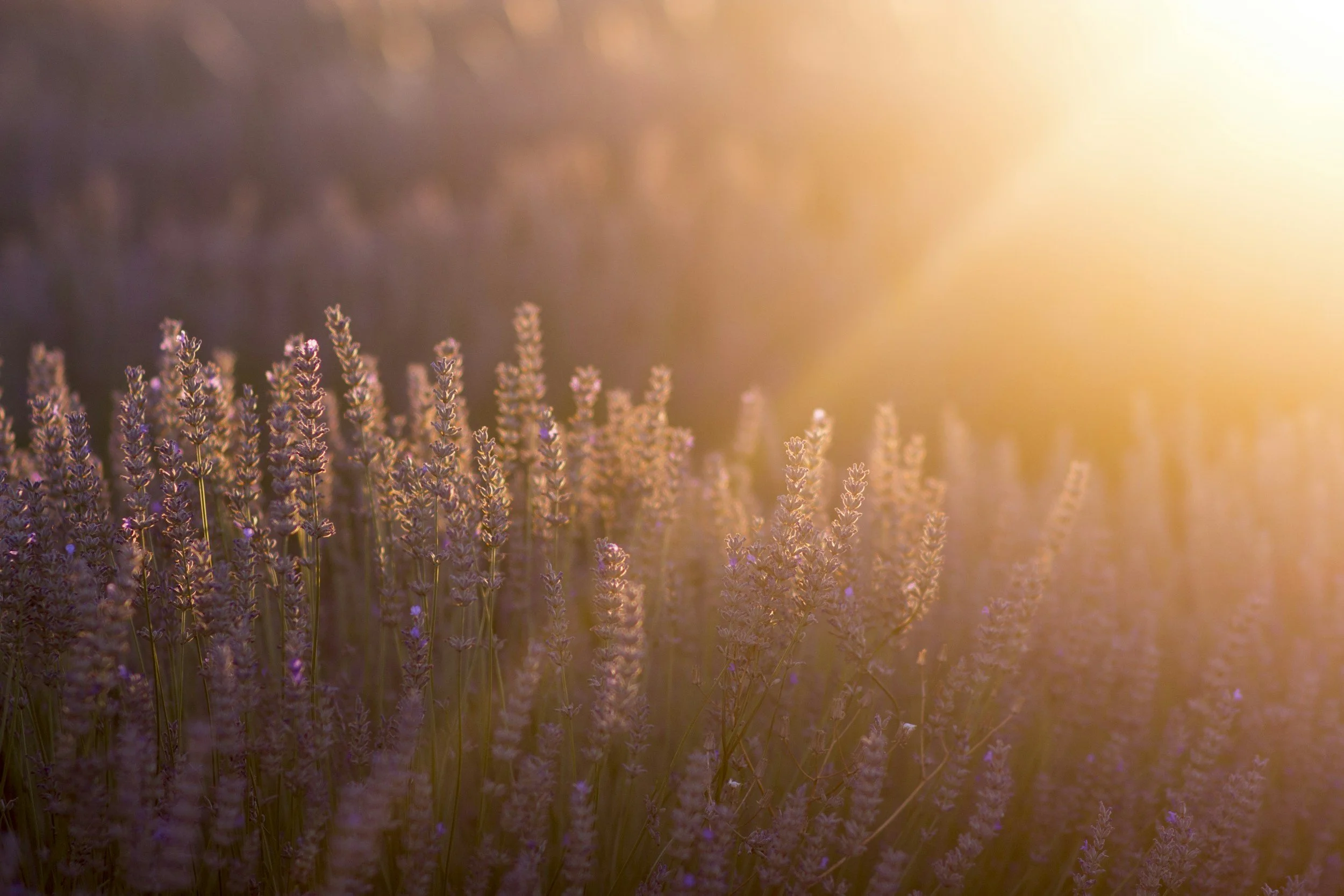 Lavender flowers in a field during sunset with warm sunlight