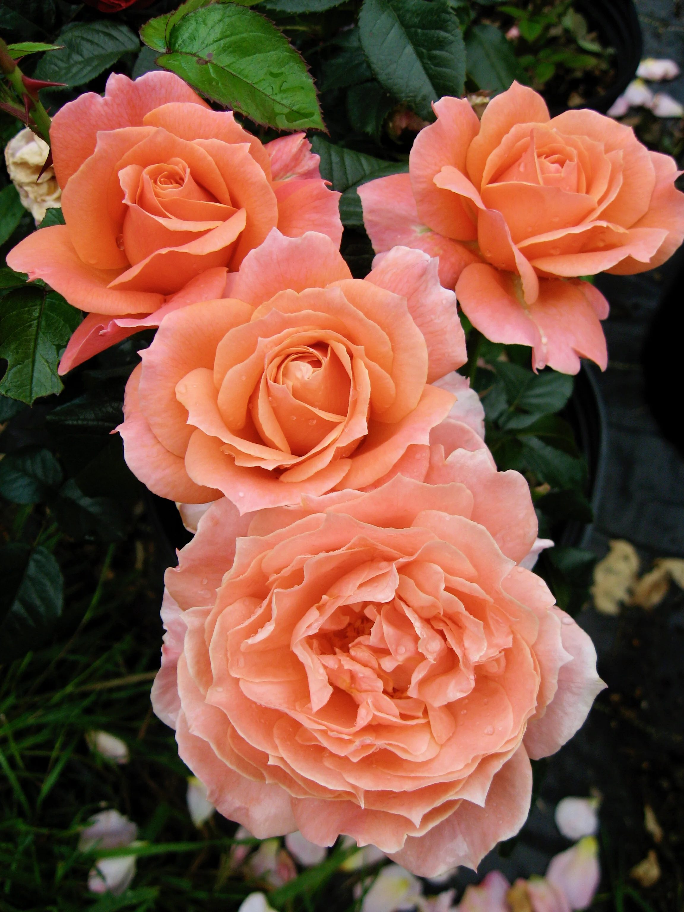 Loretta Lynn Van Lear Rose — Select Roses