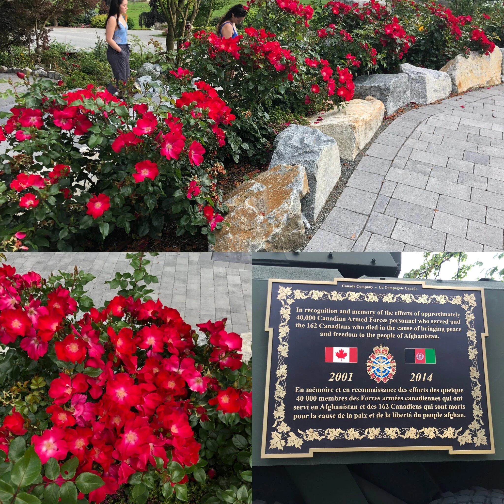 Liberty - Landscape

Outstanding disease-free landscape rose with brilliant single poppy-red blooms. Rounded, dense shrub with lush glossy leaves, proving roses can look good in leaf or flower. Early and fast to rebloom, setting hips for the fall enc