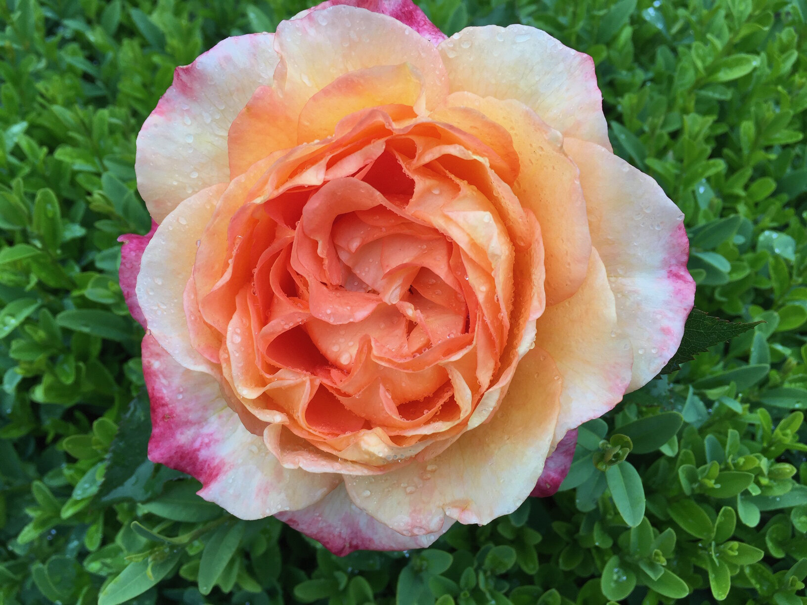 Diane Loomer Hybrid Tea bred by Brad Jalbert