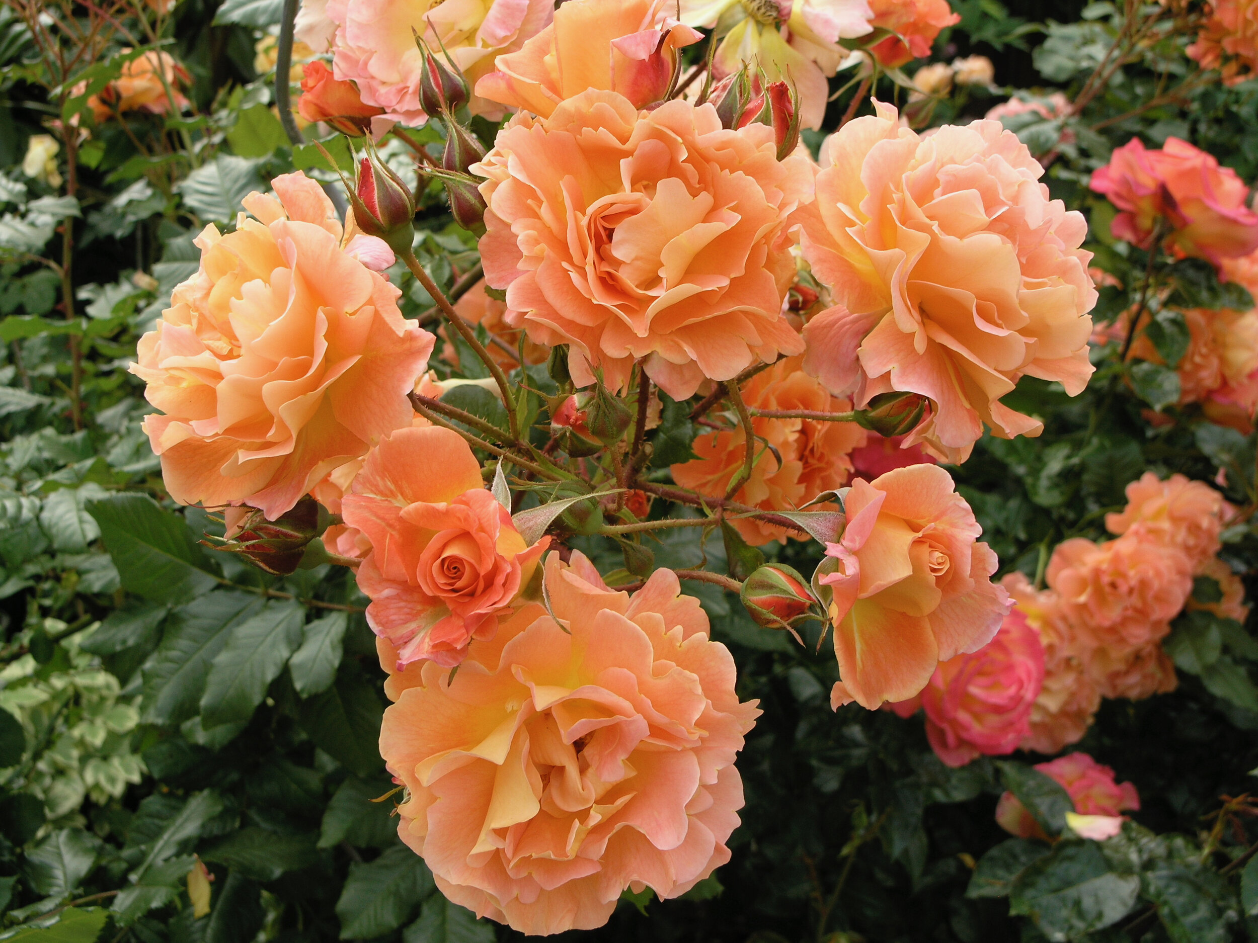 Westerland Rose photo by Dale Akerstrom