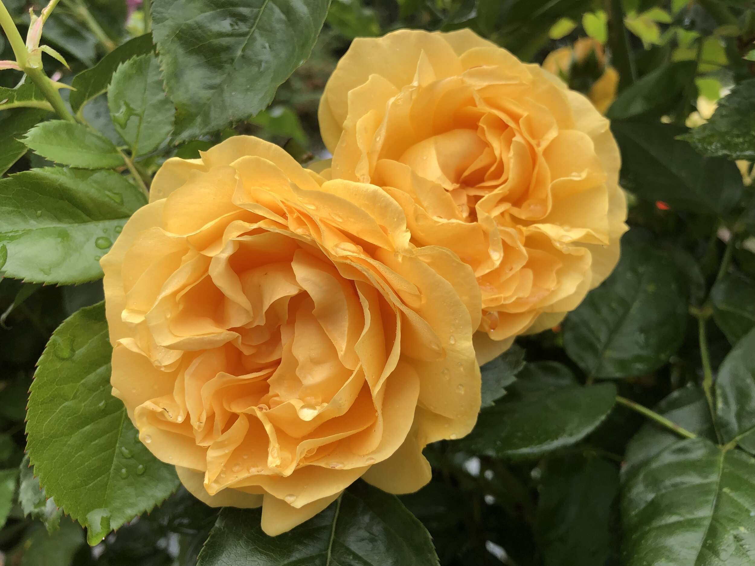 Julia Child Rose