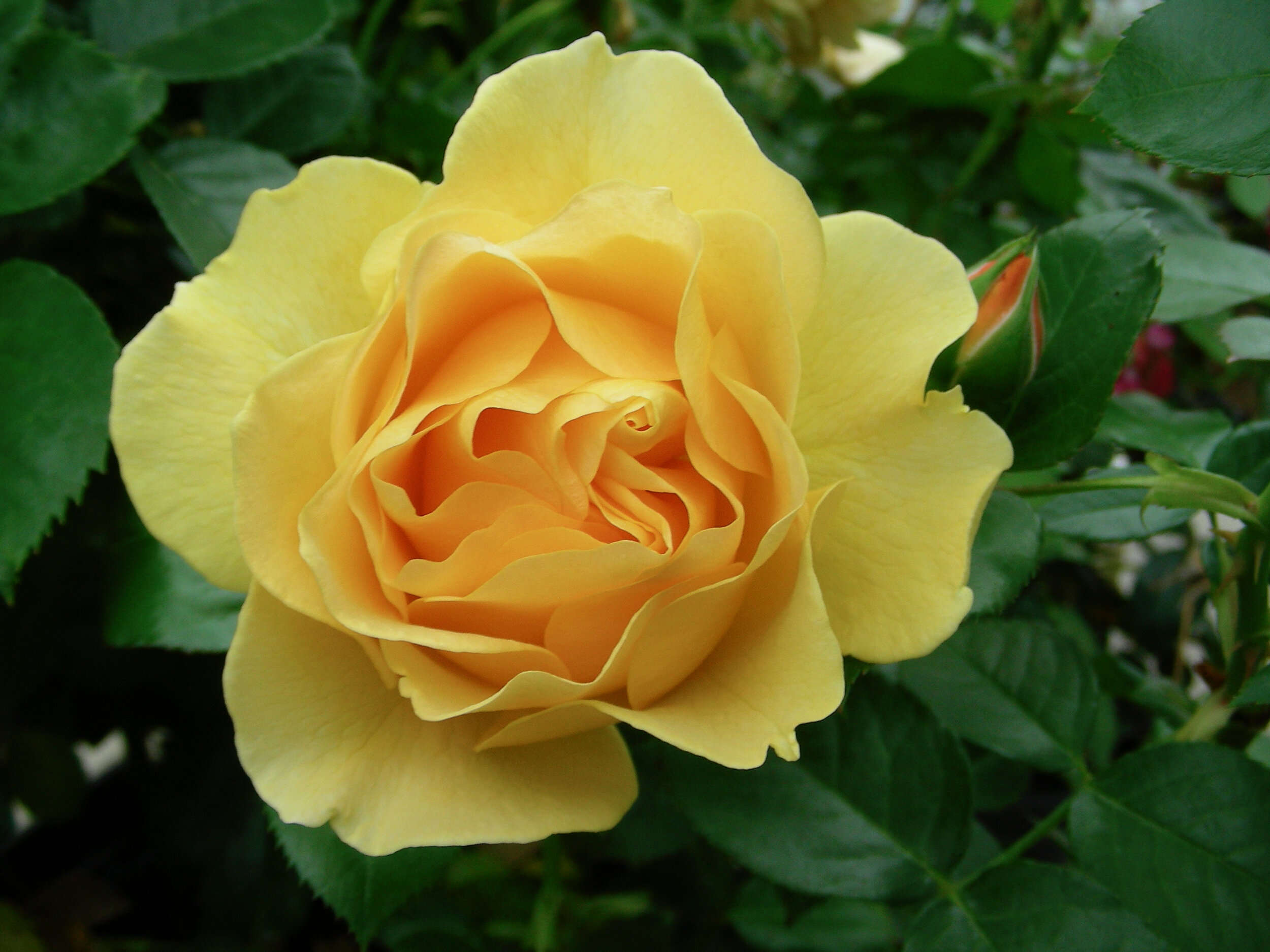 Julia Child Rose