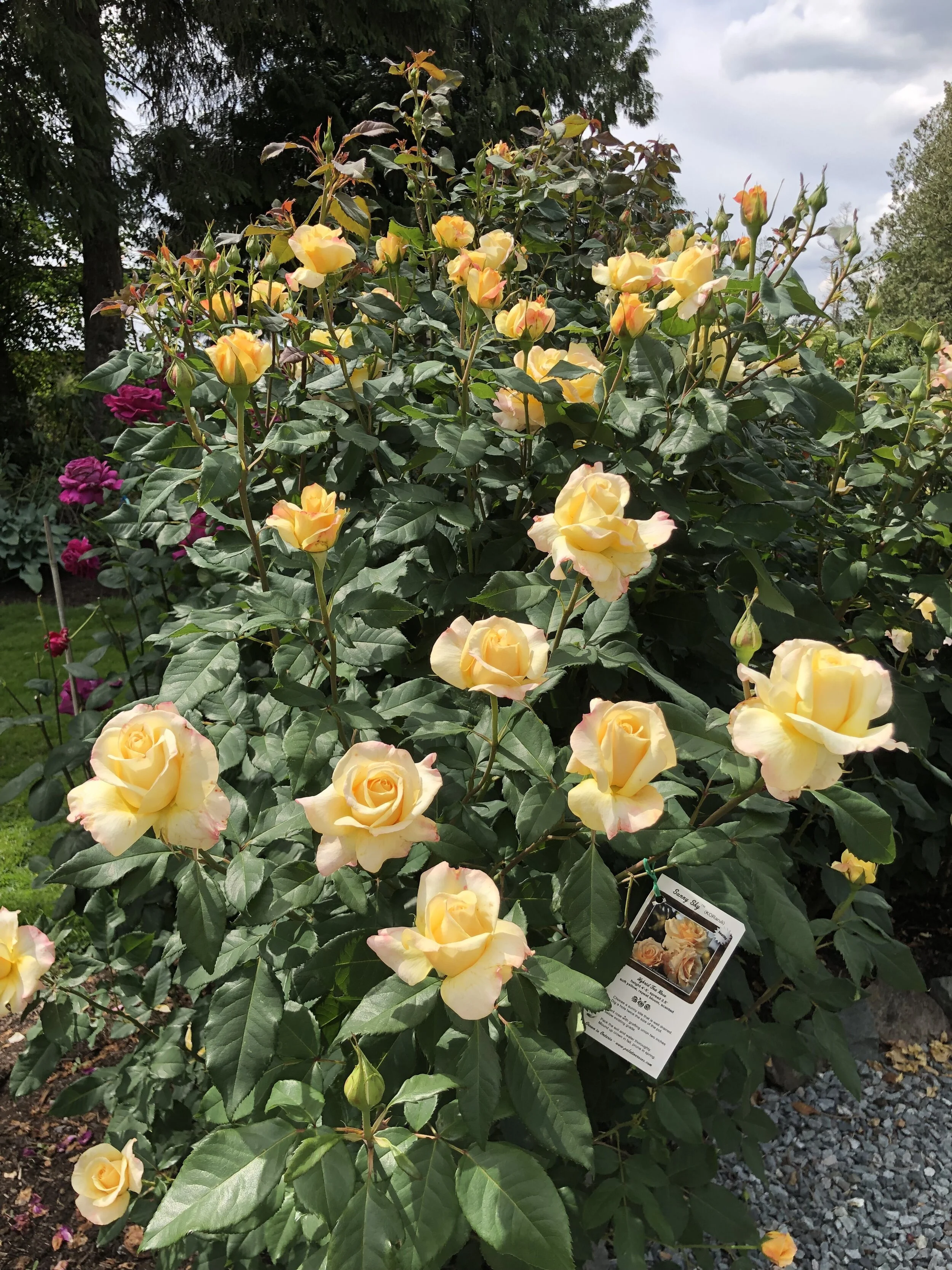 Sunny Sky Rose