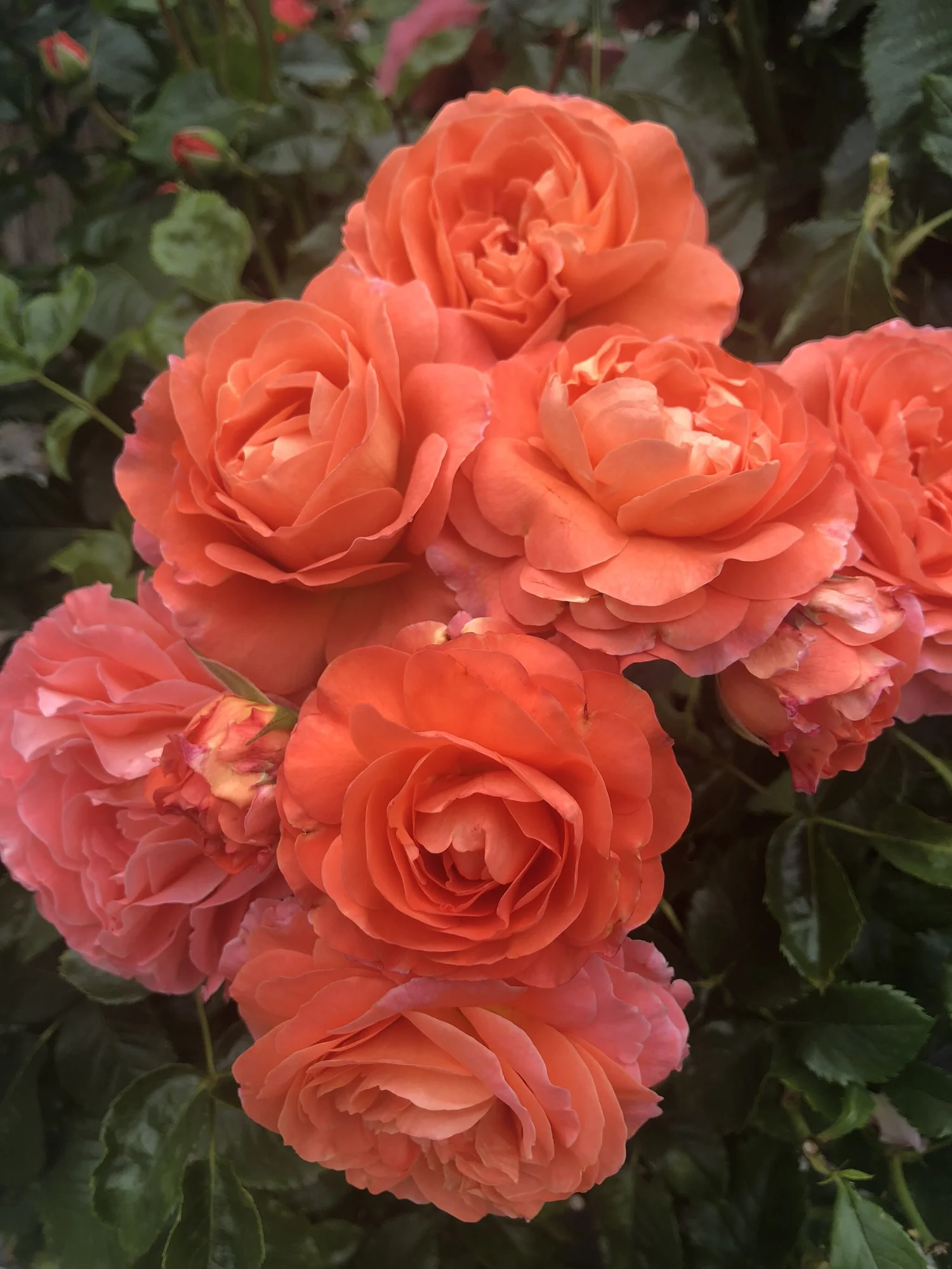 ❄︎ROSE❄︎　　チキン スモールチキンココット ソルベローズ | 商品詳細 | 高島屋オンライン