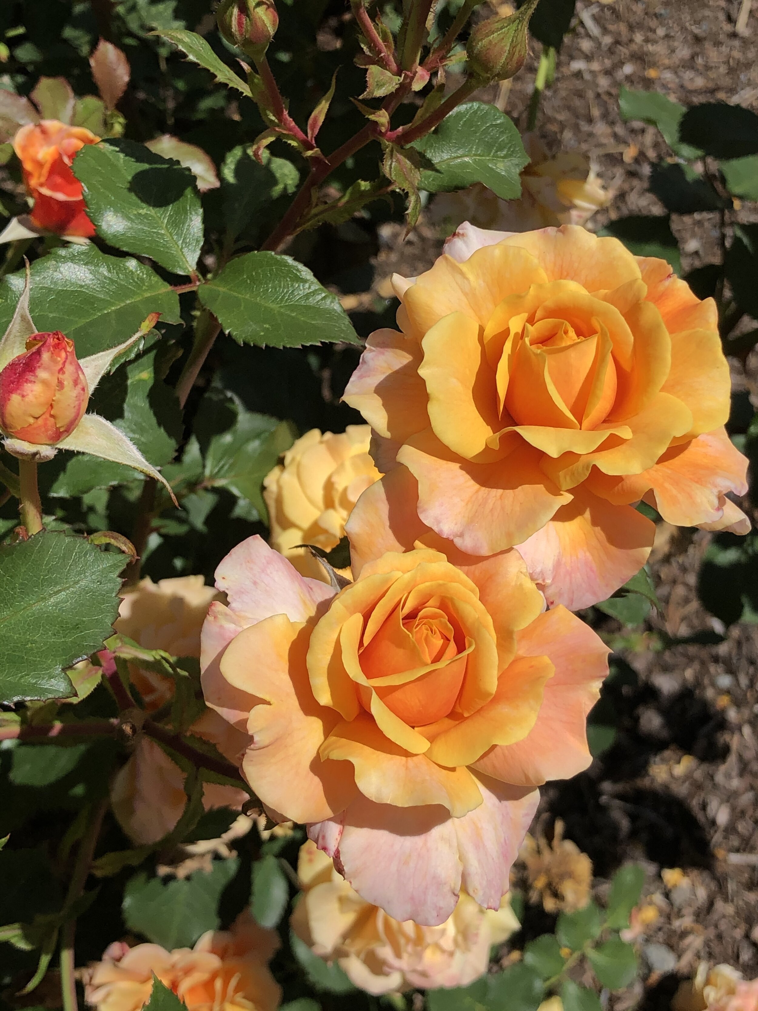 Glowing Inspiration, aka Gold & Great, Select Roses' 30th Anniversary Tribute