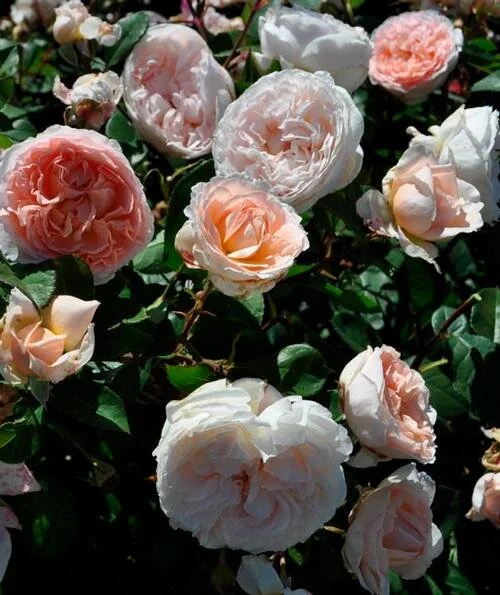 Bliss Parfuma — Select Roses