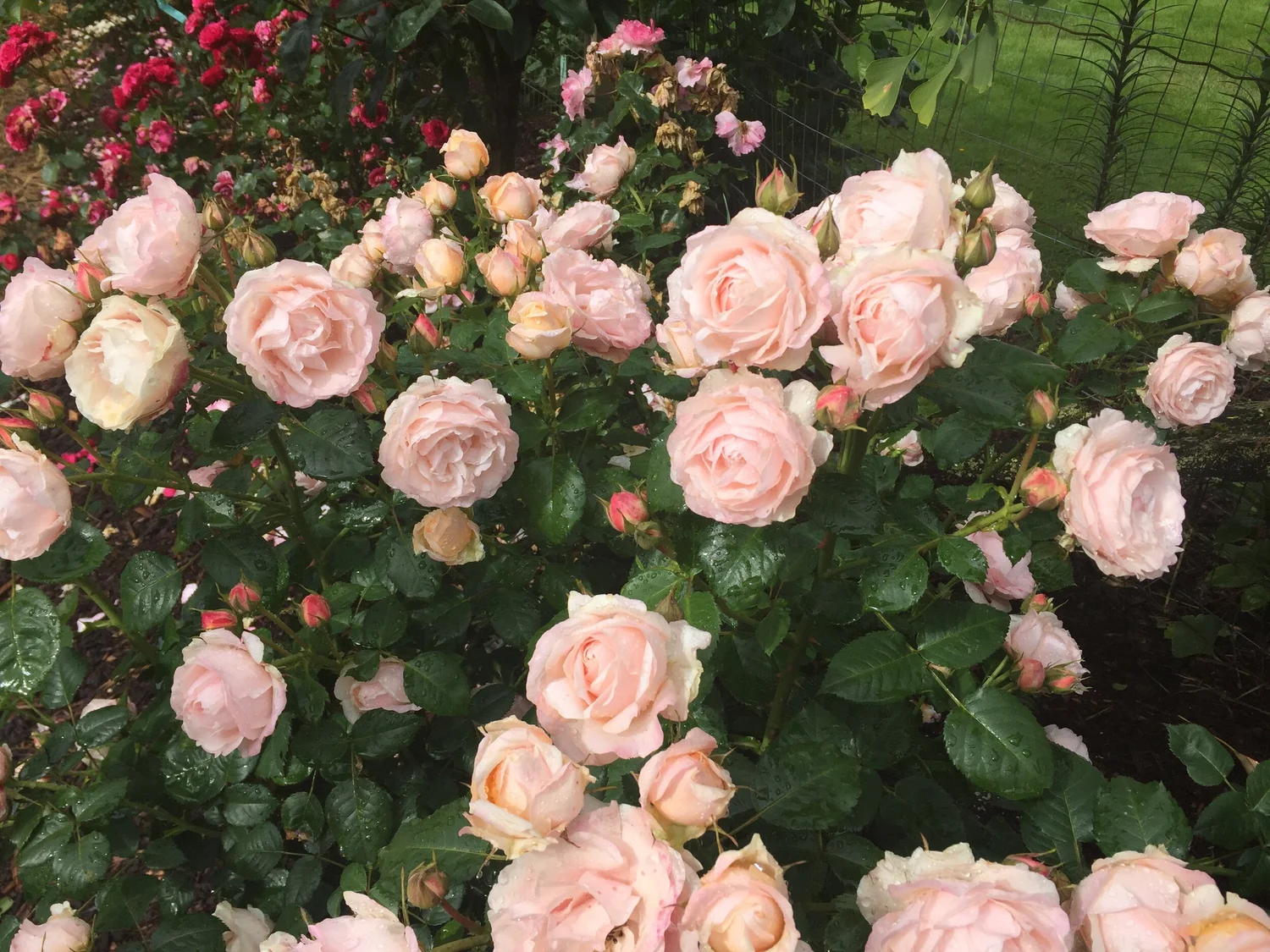Beyond Fabulous! — Select Roses