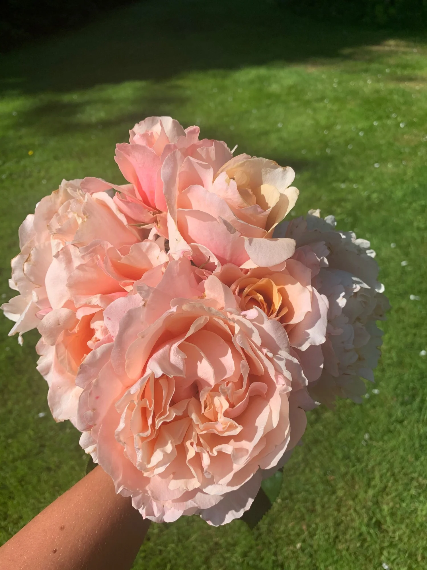 Alaiza — Select Roses