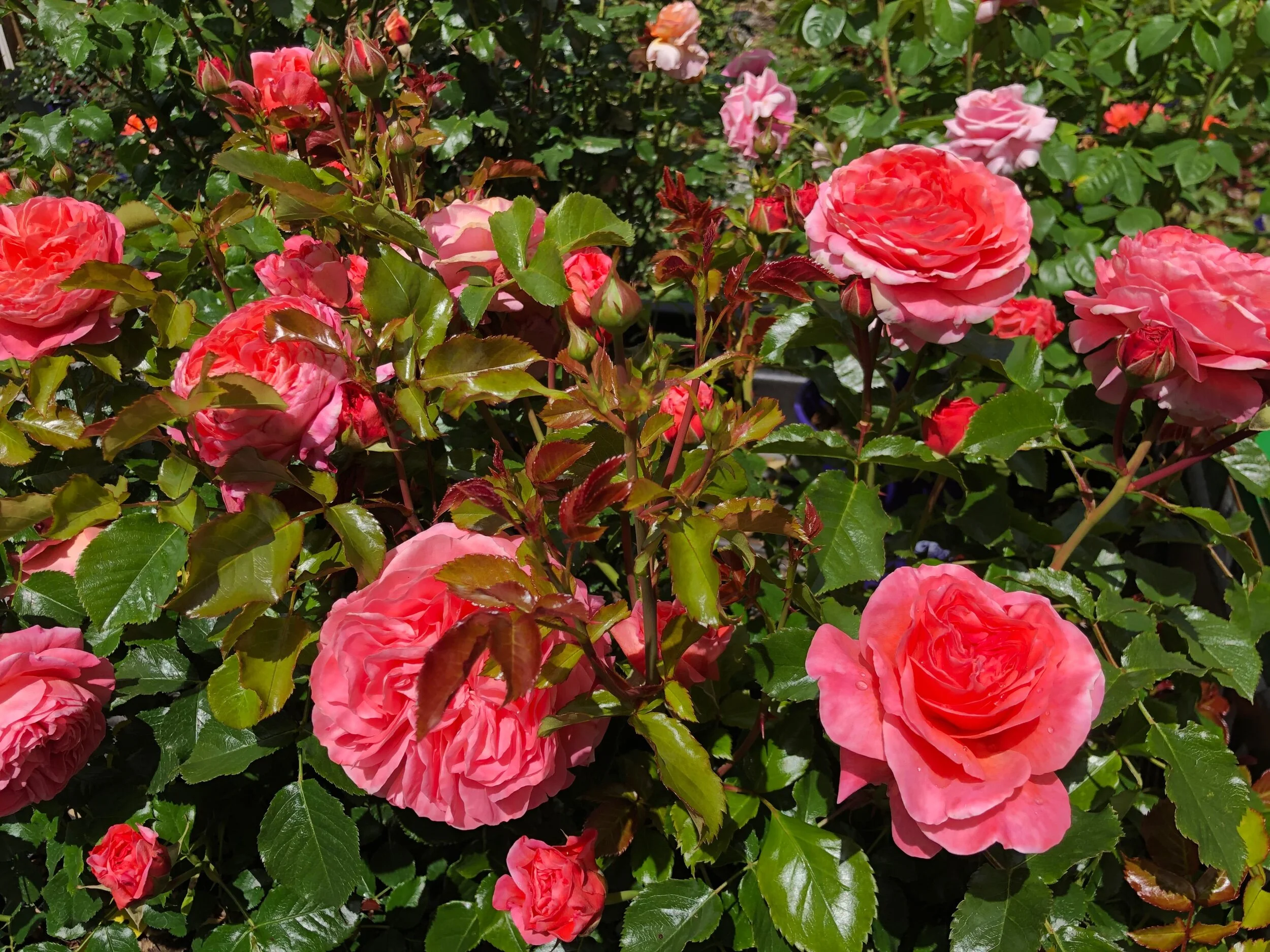 Coquitlam Rose — Select Roses