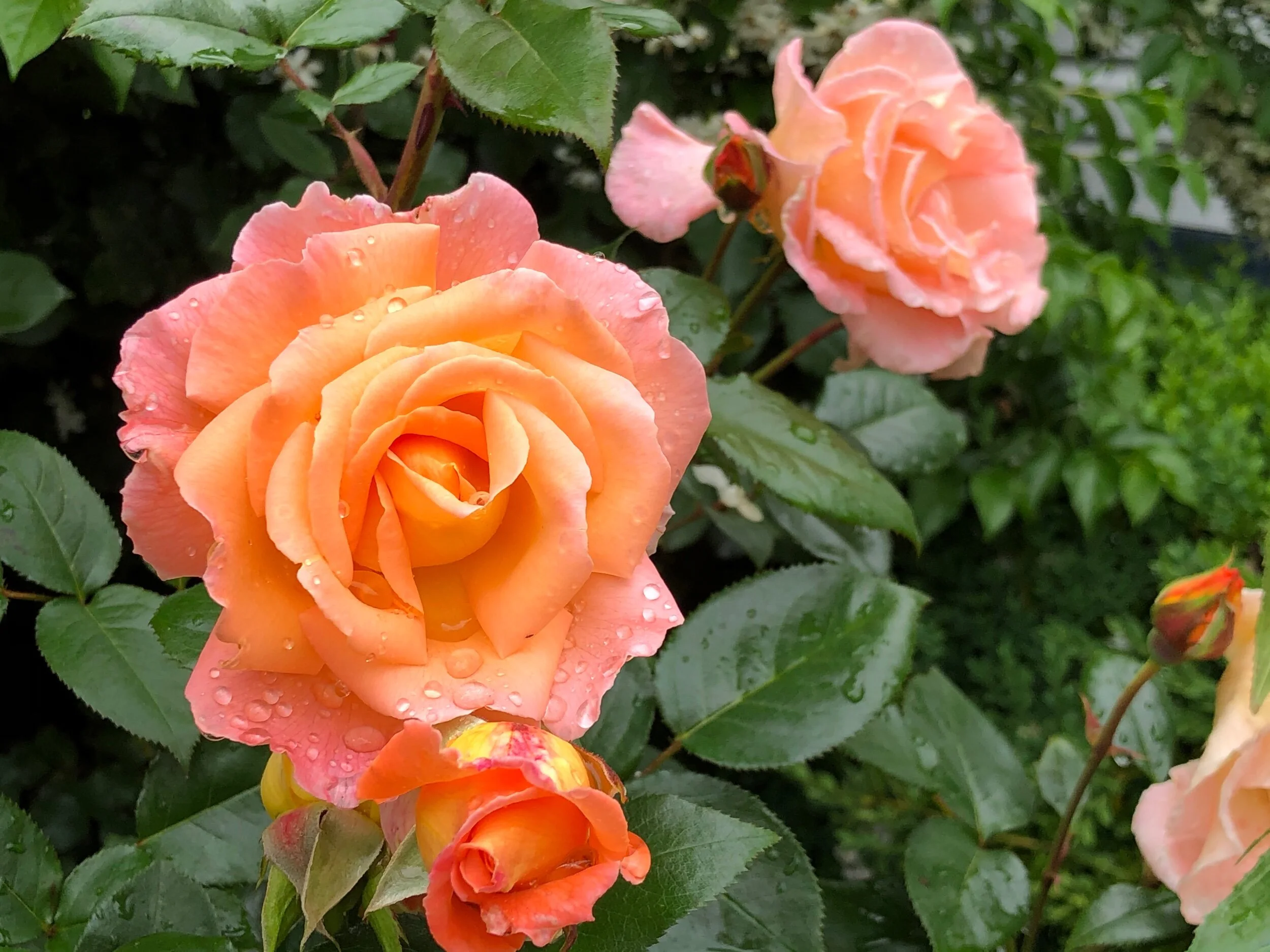 Rosemary Harkness — Select Roses