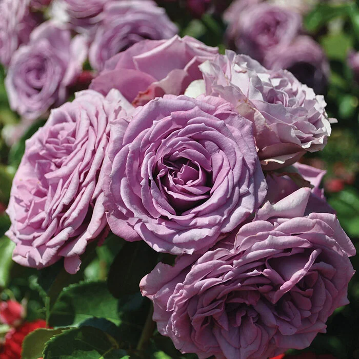 Quick Silver — Select Roses