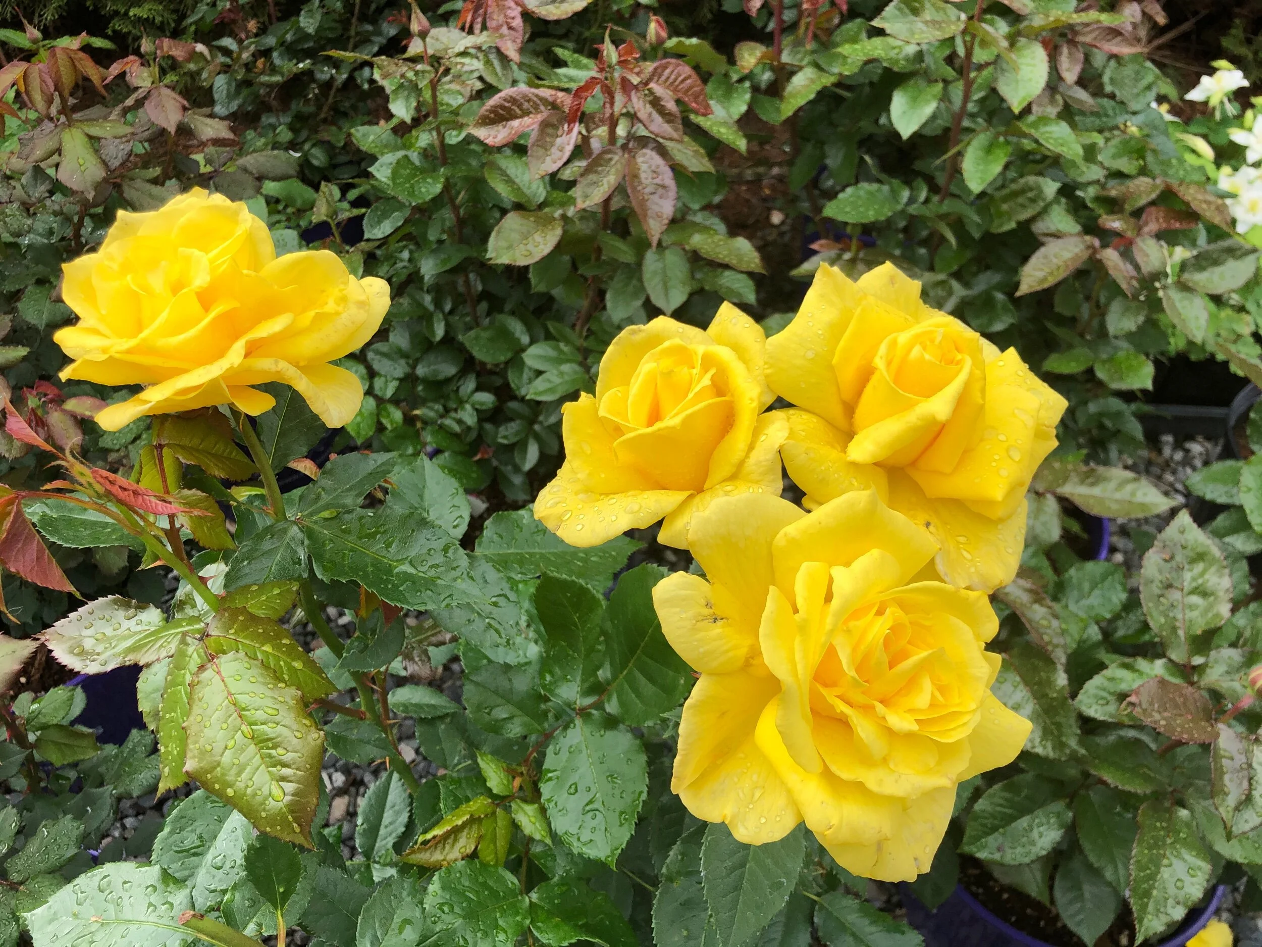 Sunsprite Tree Rose- 36 inch — Select Roses