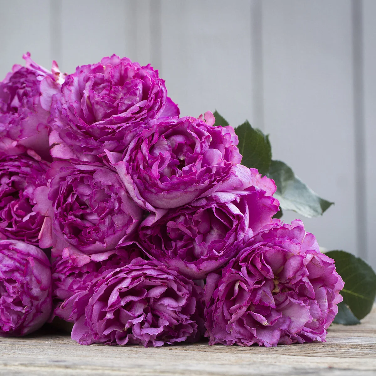 poussière rose Yves Piaget Rose — Select Roses