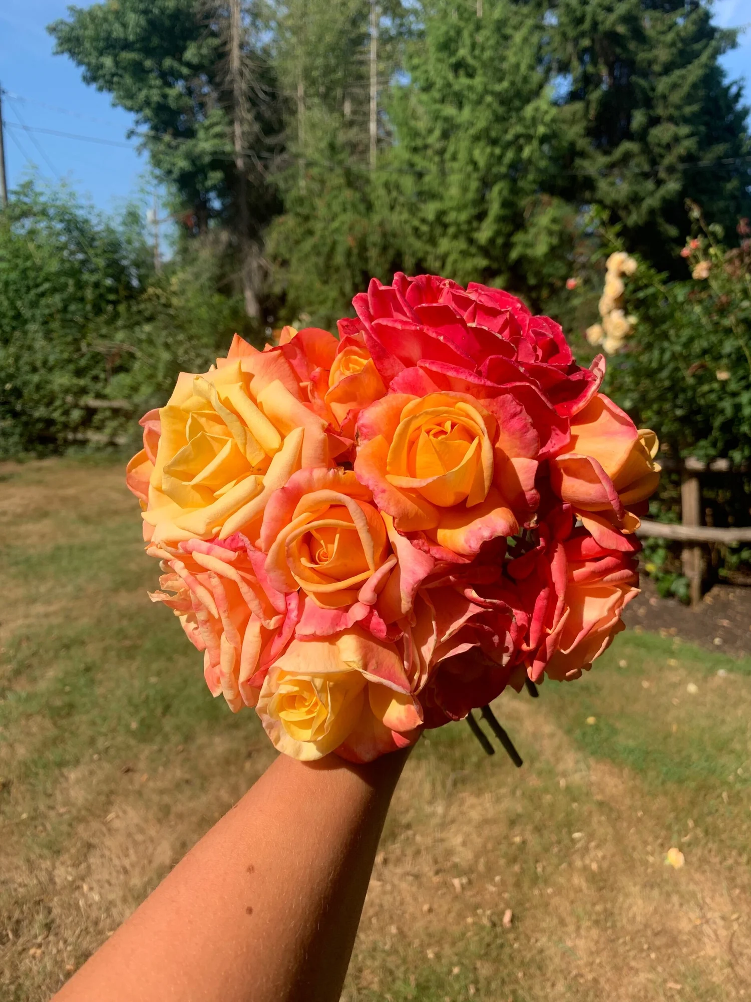A Lady Never Tells — Select Roses