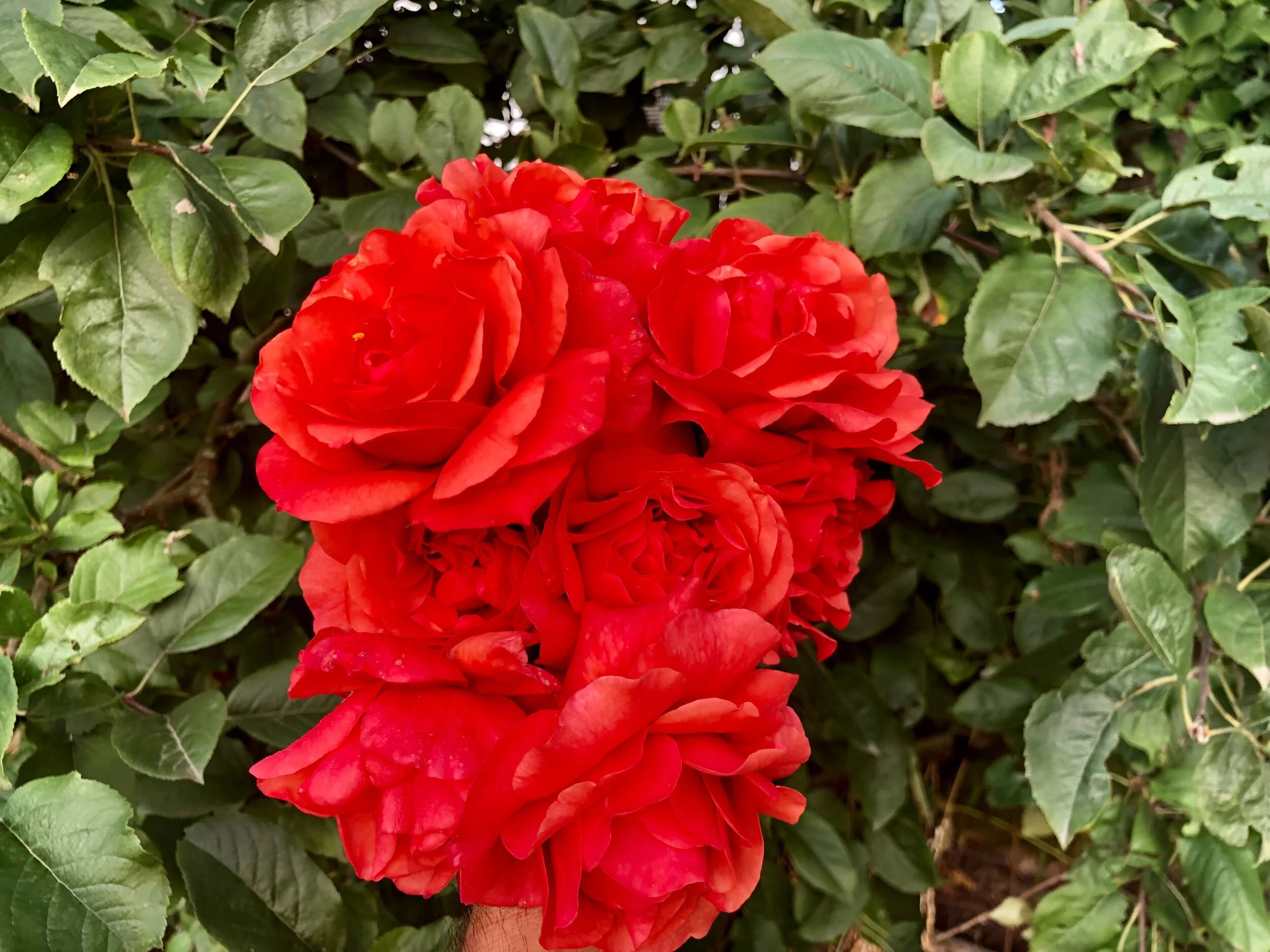 Foxy Lady — Select Roses