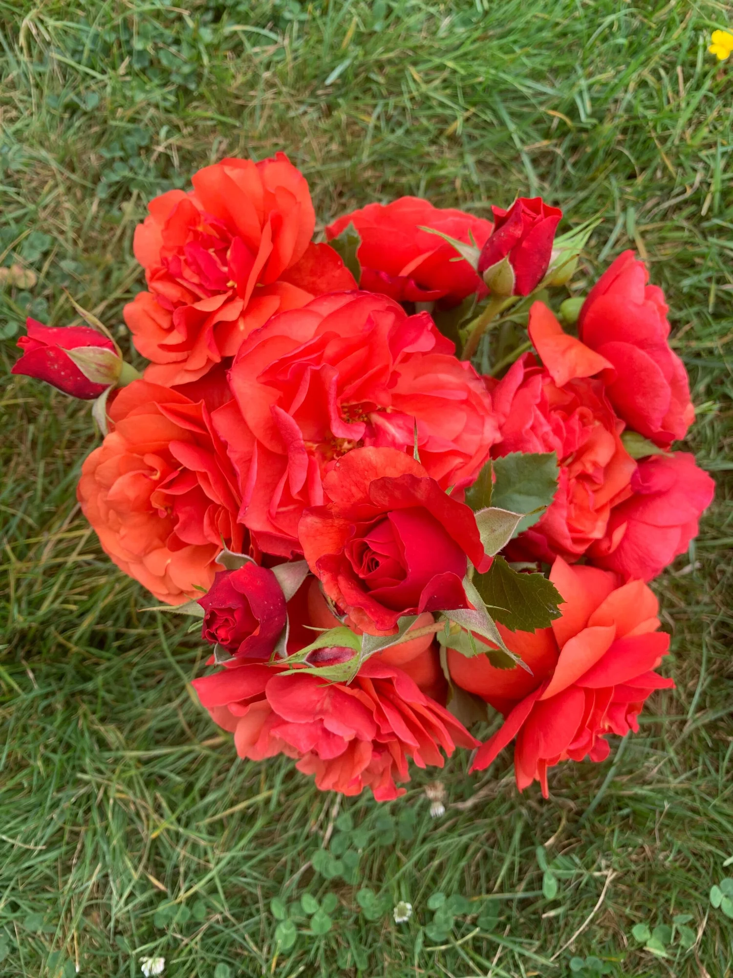 Foxy Lady — Select Roses