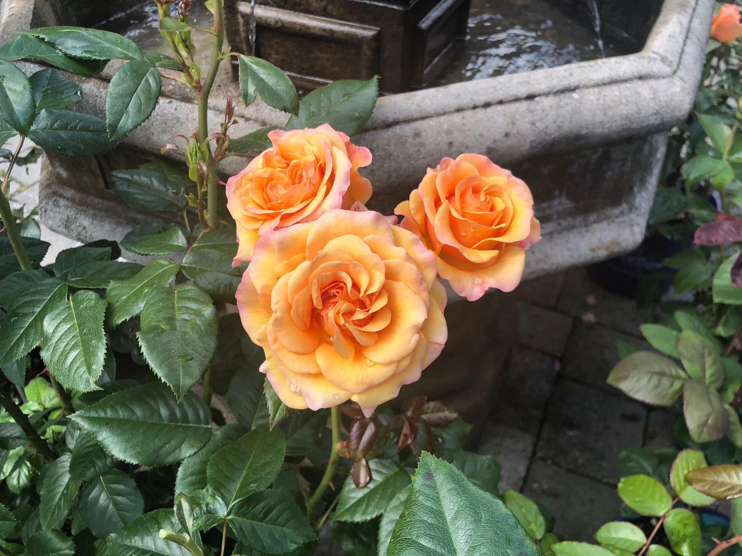 Beyond Fabulous! — Select Roses