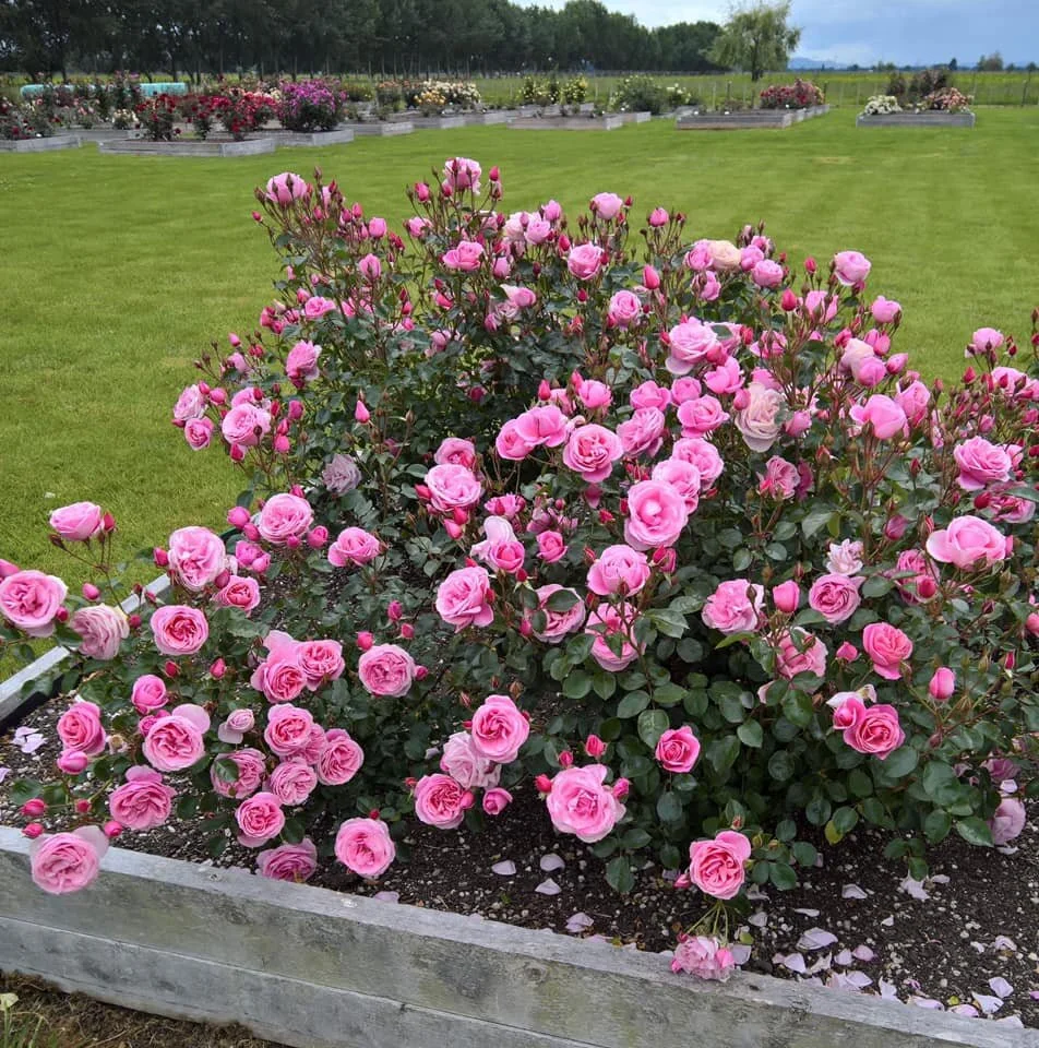 Glowing Inspiration — Select Roses