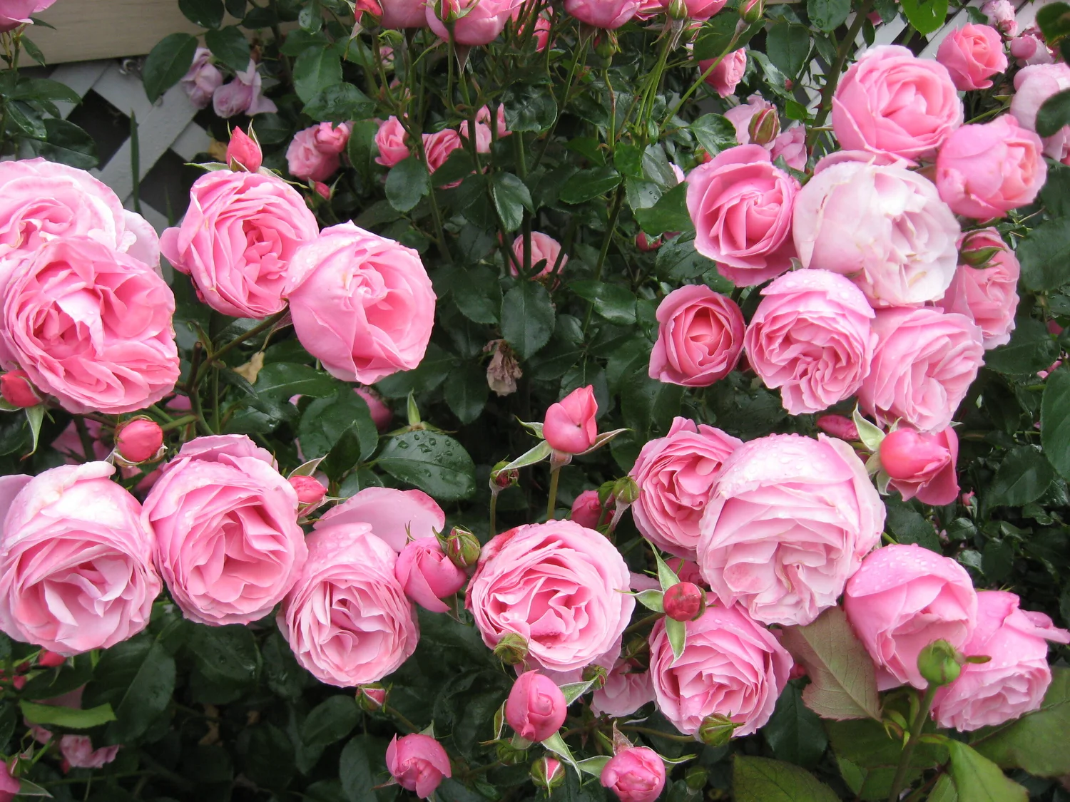 Melissa Darling — Select Roses