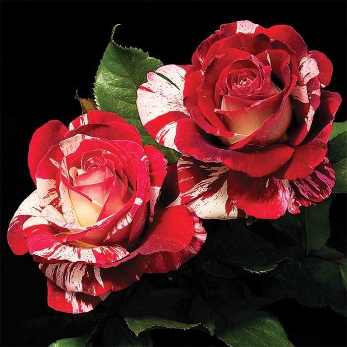 Rock And Roll Rose Bush