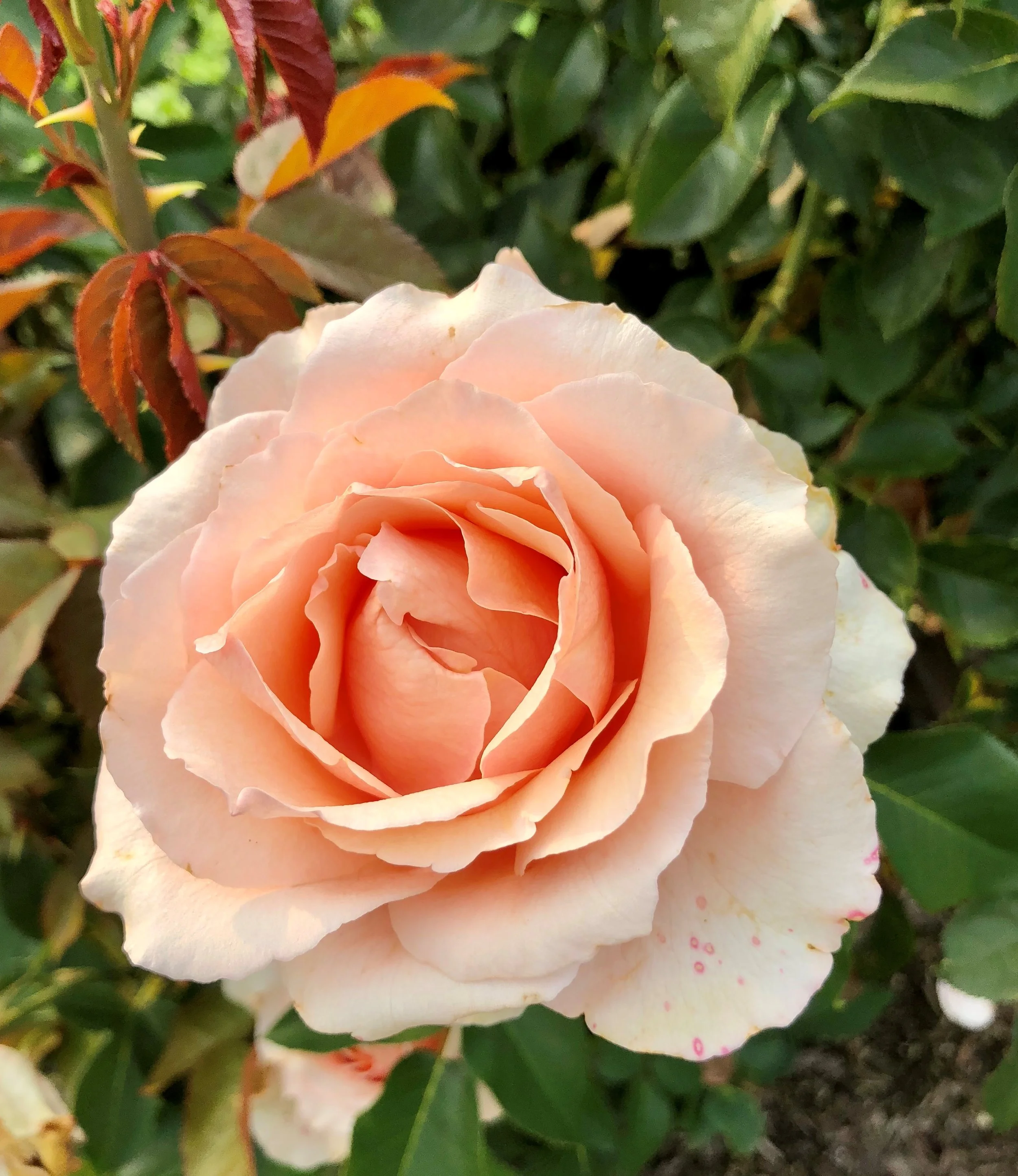 Double Ambre — Select Roses