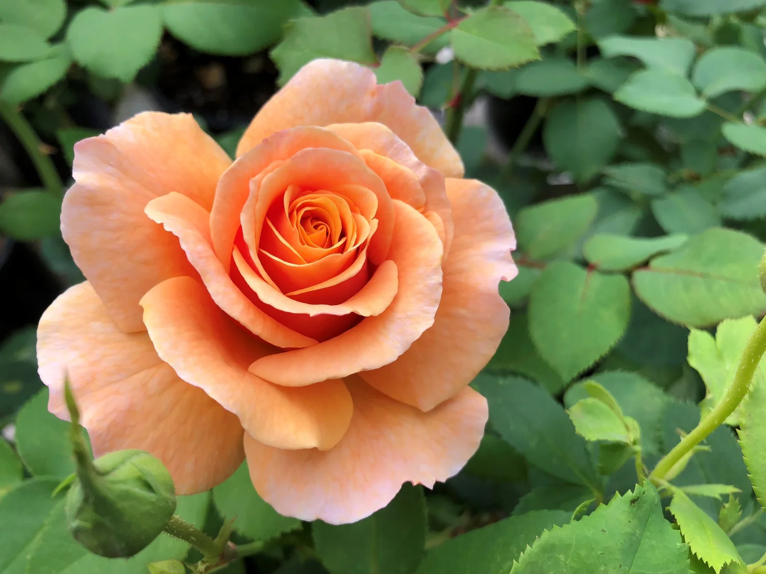 Pre Order Roses for 2024 Pick up — Select Roses