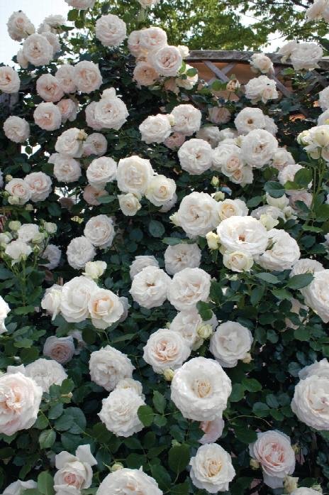 White Eden Rose