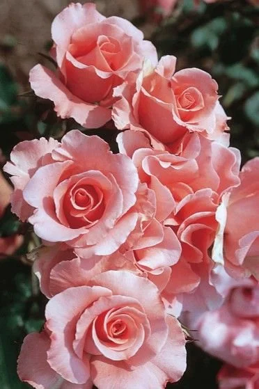 Hot yves saint laurent rosa Best Sale