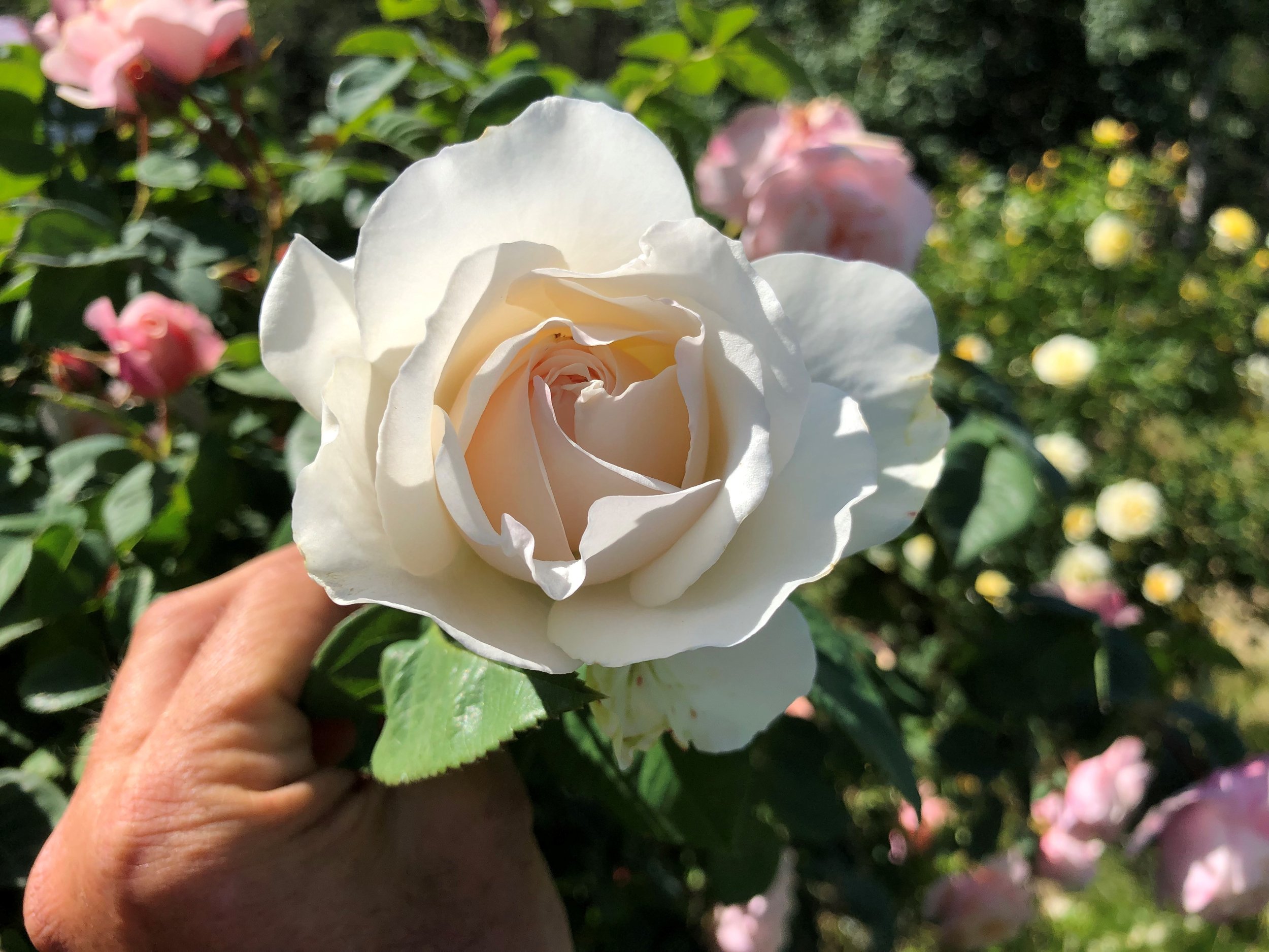 Living Easy — Select Roses