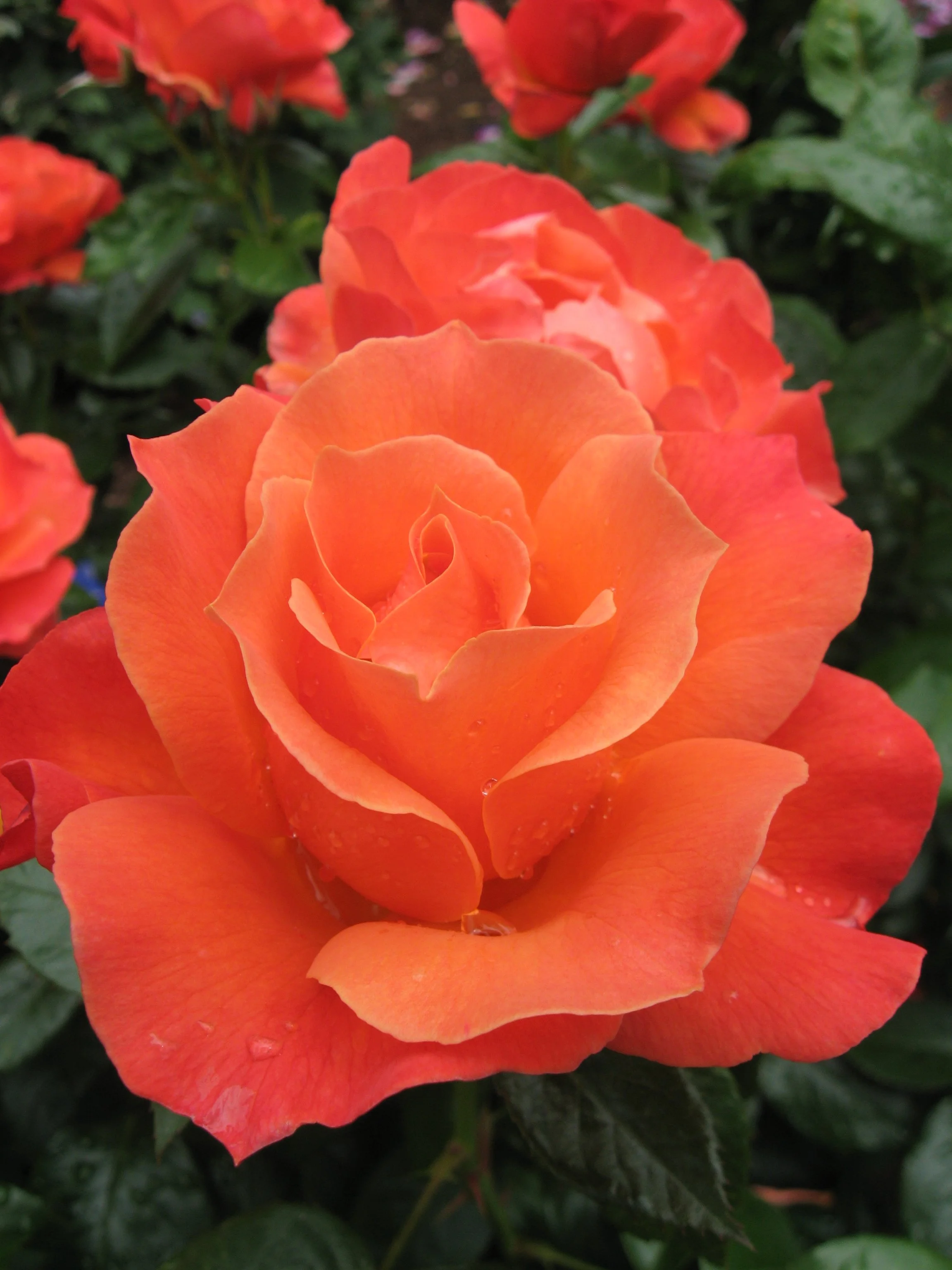 South Africa — Select Roses