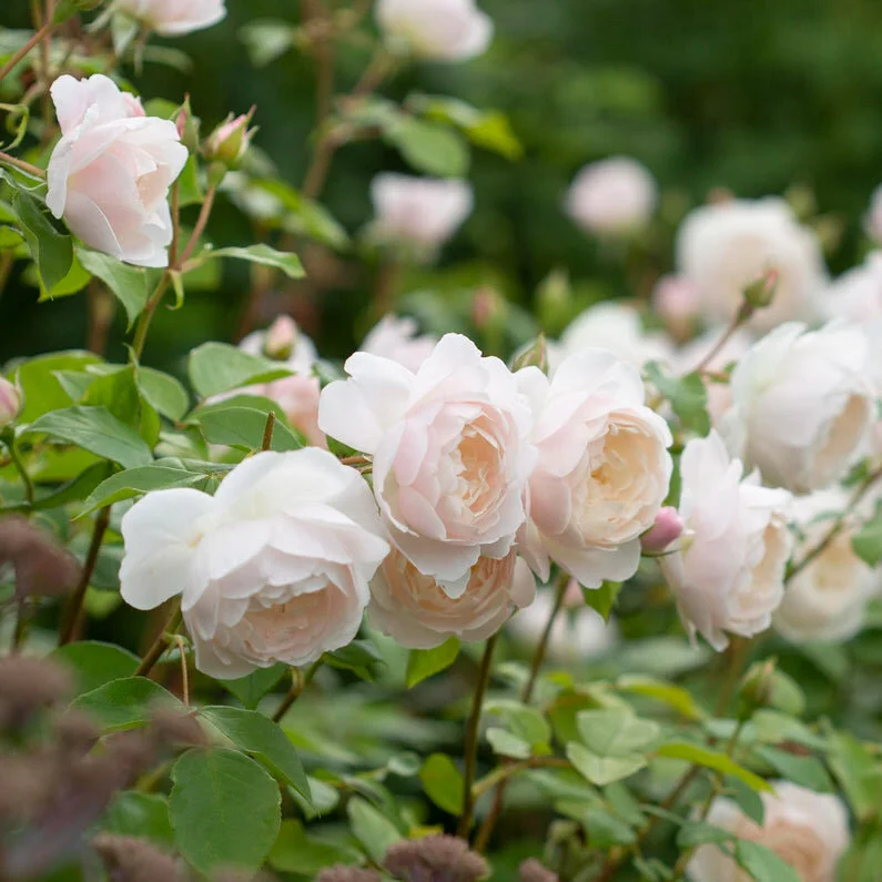 【期間限定33%off】The rose Desdemona — Select Roses